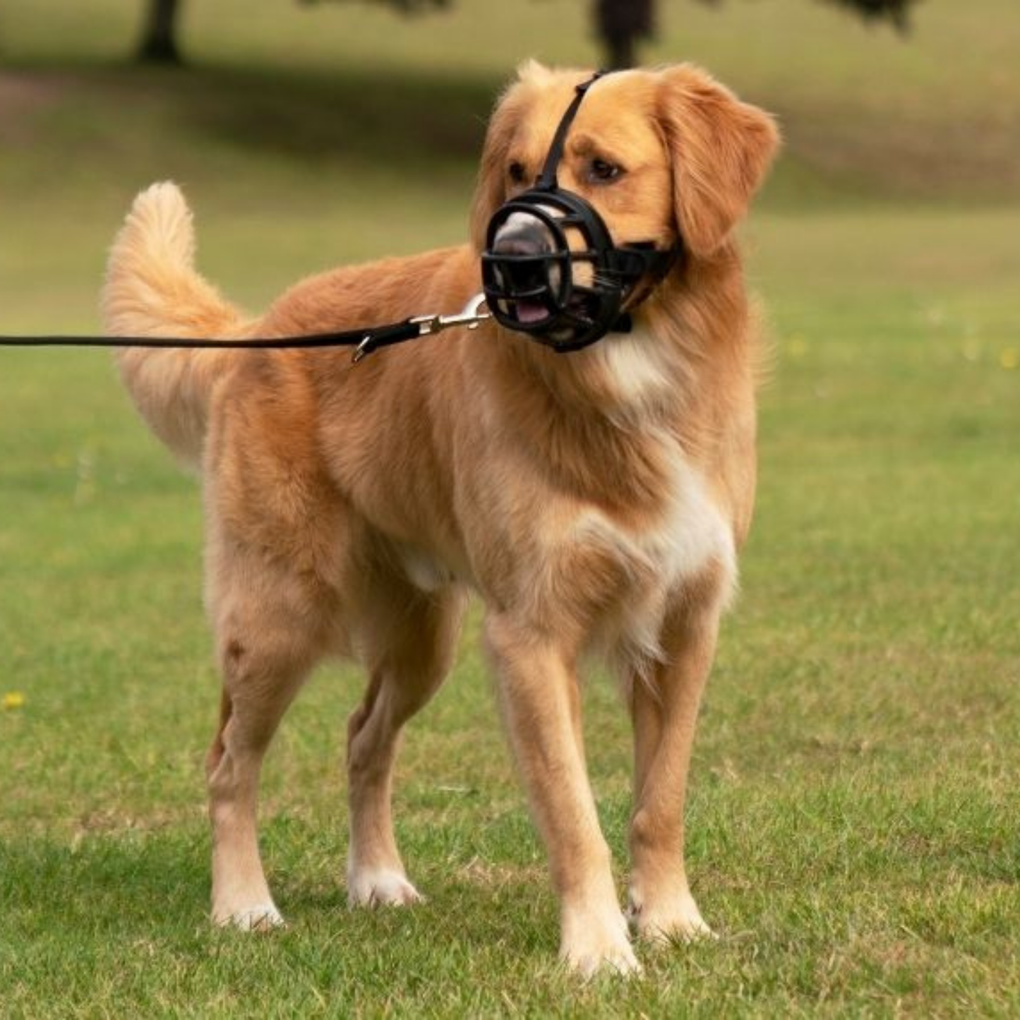 Bozal para perro Baskerville Ultra