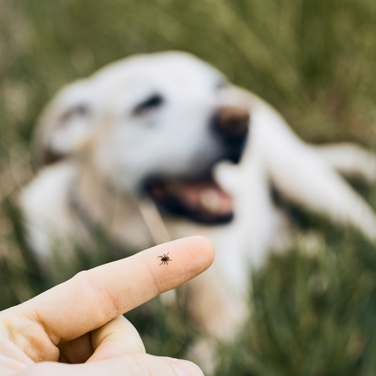 Prevención y control de garrapatas en perros